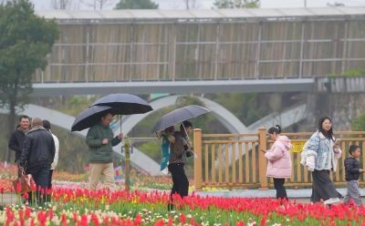 上春山·赏春花 ⑫｜雨润郁金香，是花画小镇藏不住的春日浪漫 - 图画吧TUHUABA
