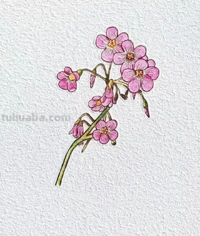 绘画作品｜分享一些小巧可爱の花草简笔画～ - 图画吧TUHUABA