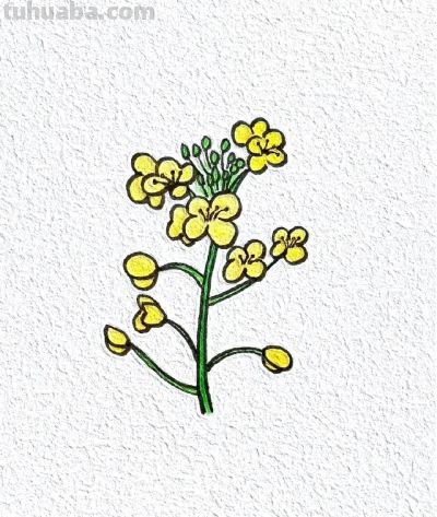 绘画作品｜分享一些小巧可爱の花草简笔画～ - 图画吧TUHUABA