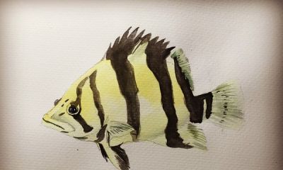 十年后提笔再画，这次玩水彩 - 今日头条