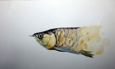 十年后提笔再画，这次玩水彩 - 图画吧TUHUABA