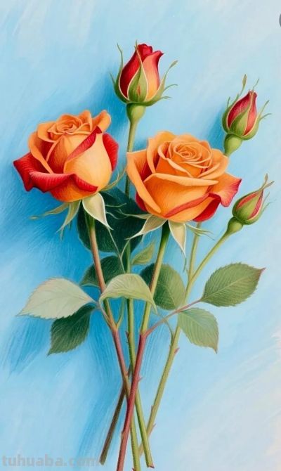 彩铅画，多彩玫瑰花 - 图画吧TUHUABA