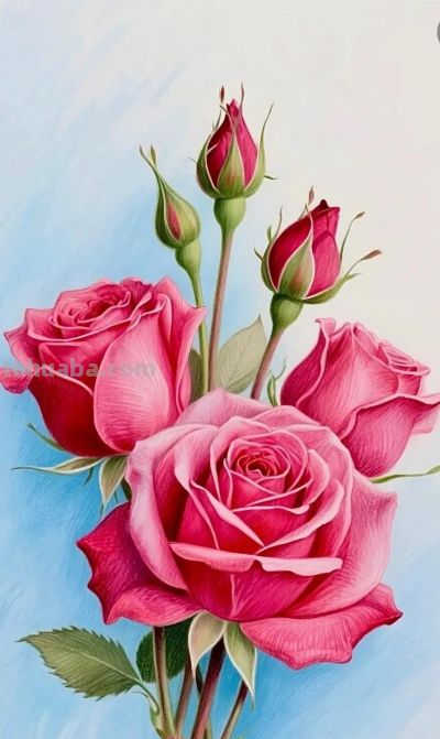 彩铅画，多彩玫瑰花 - 图画吧TUHUABA