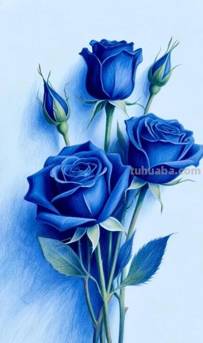 彩铅画，多彩玫瑰花 - 图画吧TUHUABA