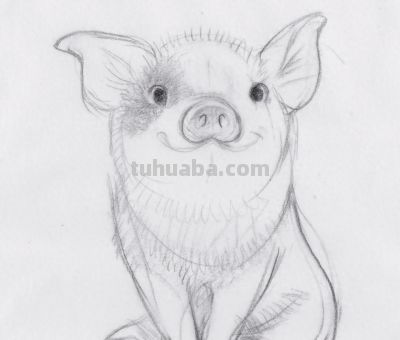 终于画上了一只猪，速写也妖娆！ - 今日头条