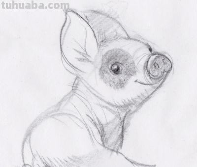 终于画上了一只猪,速写也妖娆! - 今日头条 终于画上了一只猪,速写也妖娆! - 图画吧TUHUABA