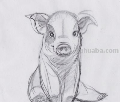终于画上了一只猪,速写也妖娆! - 今日头条 终于画上了一只猪,速写也妖娆! - 图画吧TUHUABA