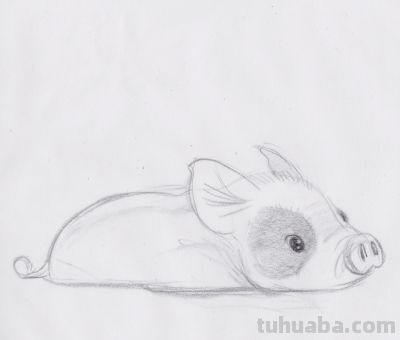终于画上了一只猪,速写也妖娆! - 今日头条 终于画上了一只猪,速写也妖娆! - 图画吧TUHUABA
