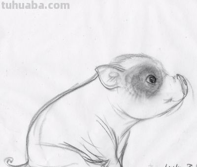 终于画上了一只猪,速写也妖娆! - 今日头条 终于画上了一只猪,速写也妖娆! - 图画吧TUHUABA