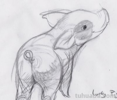 终于画上了一只猪,速写也妖娆! - 今日头条 终于画上了一只猪,速写也妖娆! - 图画吧TUHUABA