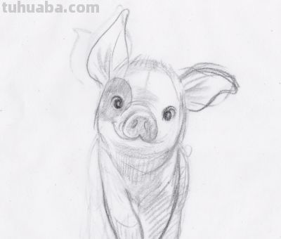 终于画上了一只猪,速写也妖娆! - 今日头条 终于画上了一只猪,速写也妖娆! - 图画吧TUHUABA