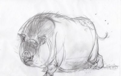 终于画上了一只猪,速写也妖娆! - 今日头条 终于画上了一只猪,速写也妖娆! - 图画吧TUHUABA