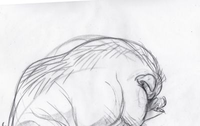 终于画上了一只猪,速写也妖娆! - 今日头条 终于画上了一只猪,速写也妖娆! - 图画吧TUHUABA