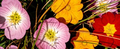 繁花为何多彩:揭秘花草艳丽色彩的奇妙奥秘 - 今日头条