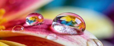 繁花为何多彩:揭秘花草艳丽色彩的奇妙奥秘 - 图画吧TUHUABA