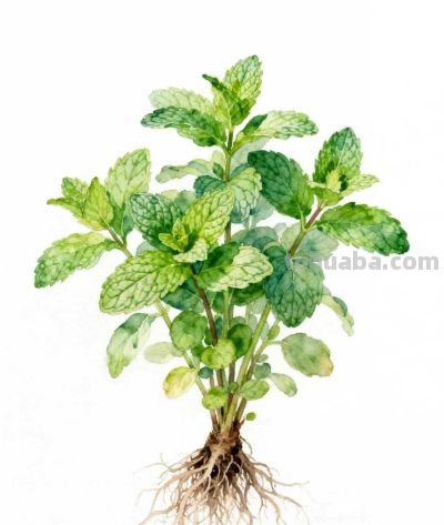 水彩画｜薄荷 - 图画吧TUHUABA