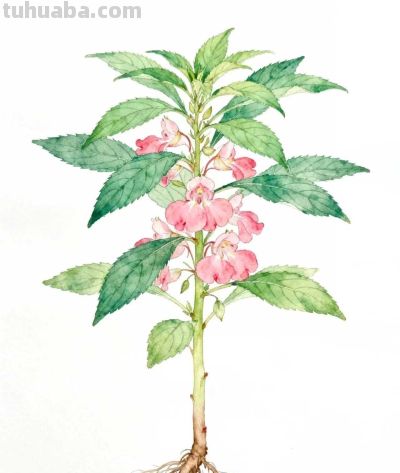 水彩画｜凤仙花 - 图画吧TUHUABA