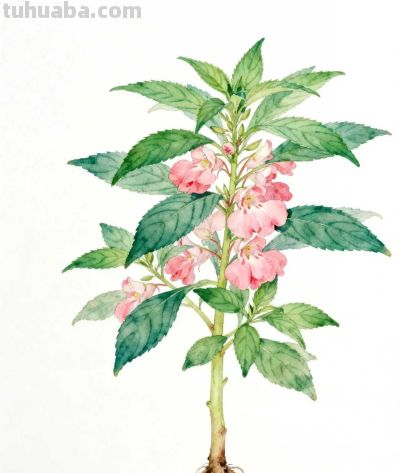 水彩画｜凤仙花 - 图画吧TUHUABA