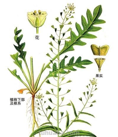 荠菜，早春的隐语 - 图画吧TUHUABA