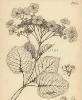 冯家的花与中国生物科学画奠基人冯澄如丨诞辰130周年 - 图画吧TUHUABA