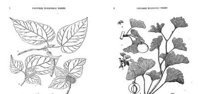 冯家的花与中国生物科学画奠基人冯澄如丨诞辰130周年 - 图画吧TUHUABA