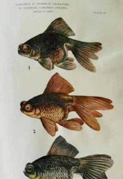 冯家的花与中国生物科学画奠基人冯澄如丨诞辰130周年 - 图画吧TUHUABA