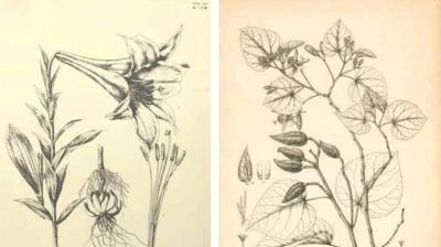 冯家的花与中国生物科学画奠基人冯澄如丨诞辰130周年 - 图画吧TUHUABA