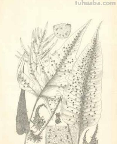 冯家的花与中国生物科学画奠基人冯澄如丨诞辰130周年 - 图画吧TUHUABA