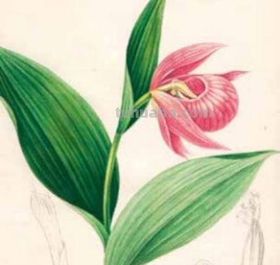 冯家的花与中国生物科学画奠基人冯澄如丨诞辰130周年 - 图画吧TUHUABA