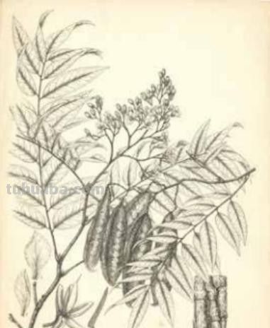 冯家的花与中国生物科学画奠基人冯澄如丨诞辰130周年 - 图画吧TUHUABA