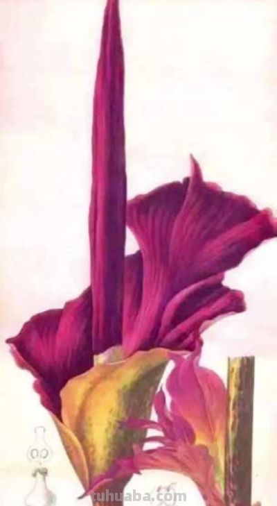 冯家的花与中国生物科学画奠基人冯澄如丨诞辰130周年 - 图画吧TUHUABA