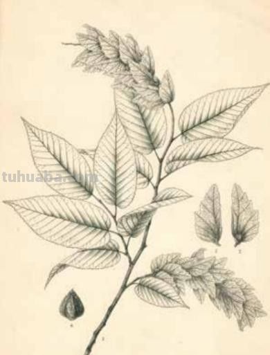 冯家的花与中国生物科学画奠基人冯澄如丨诞辰130周年 - 图画吧TUHUABA