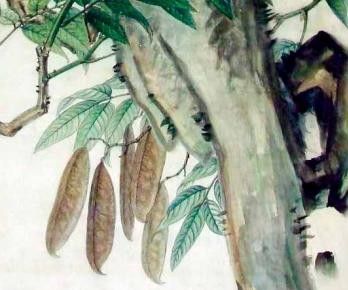 冯家的花与中国生物科学画奠基人冯澄如丨诞辰130周年 - 图画吧TUHUABA