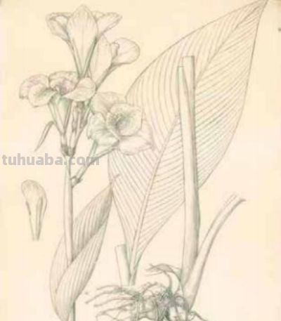 冯家的花与中国生物科学画奠基人冯澄如丨诞辰130周年 - 图画吧TUHUABA