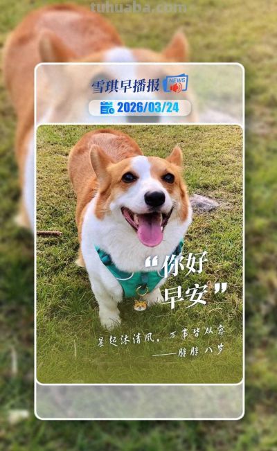 精致小柯基“猪猪”登上封面！爱cosplay、戴头冠成卖家秀，邻居夸一句立马伸头求摸 - 今日头条