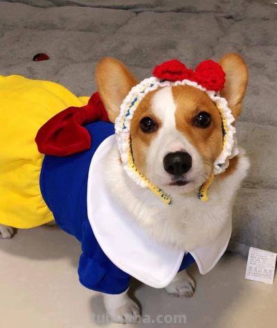 精致小柯基“猪猪”登上封面！爱cosplay、戴头冠成卖家秀，邻居夸一句立马伸头求摸 - 图画吧TUHUABA