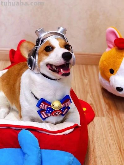 精致小柯基“猪猪”登上封面！爱cosplay、戴头冠成卖家秀，邻居夸一句立马伸头求摸 - 图画吧TUHUABA