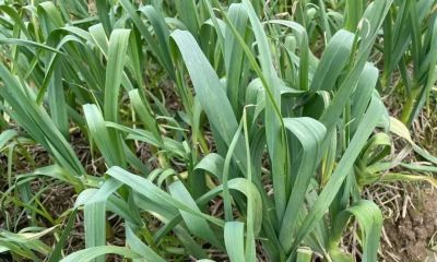 家庭种植大蒜，3月份如何管理植株粗壮叶片翠绿 - 图画吧TUHUABA