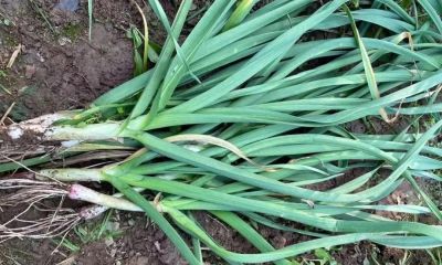 家庭种植大蒜，3月份如何管理植株粗壮叶片翠绿 - 今日头条