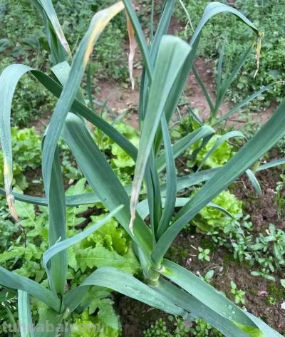 家庭种植大蒜，3月份如何管理植株粗壮叶片翠绿 - 图画吧TUHUABA