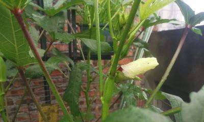 家庭种植秋葵全过程，这样种植抗病强，产量高。 - 今日头条