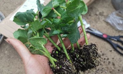 家庭种植秋葵全过程，这样种植抗病强，产量高。 - 图画吧TUHUABA