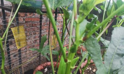 家庭种植秋葵全过程，这样种植抗病强，产量高。 - 图画吧TUHUABA