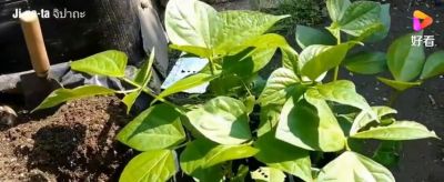 家庭种矮生豆角，掌握好种植移栽技巧，盆盆长得旺 - 图画吧TUHUABA