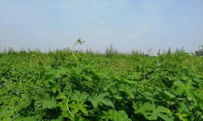 家庭种植热门！藿香种子选购与种植攻略 - 今日头条