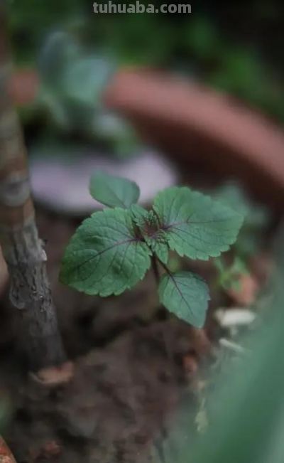 家庭种植热门！藿香种子选购与种植攻略 - 图画吧TUHUABA