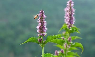 家庭种植热门！藿香种子选购与种植攻略 - 图画吧TUHUABA
