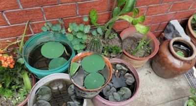 睡莲在家庭种植中的方法详解 - 今日头条