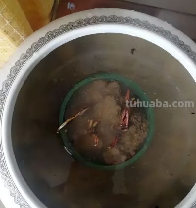 睡莲在家庭种植中的方法详解 - 图画吧TUHUABA