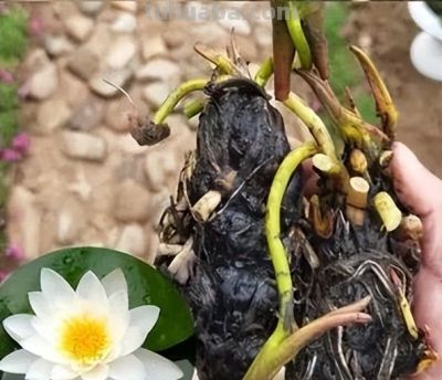 睡莲在家庭种植中的方法详解 - 图画吧TUHUABA